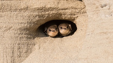 Zwei Uferschwalben in Sandlinse