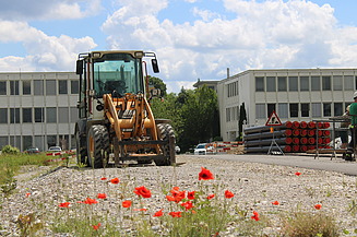 Weitblick Nord Bagger, Mohnlblumen bei der Baustelle Weitblick Nord